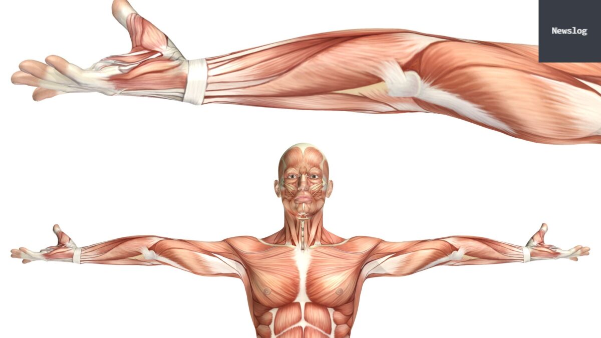 Le muscle brachial